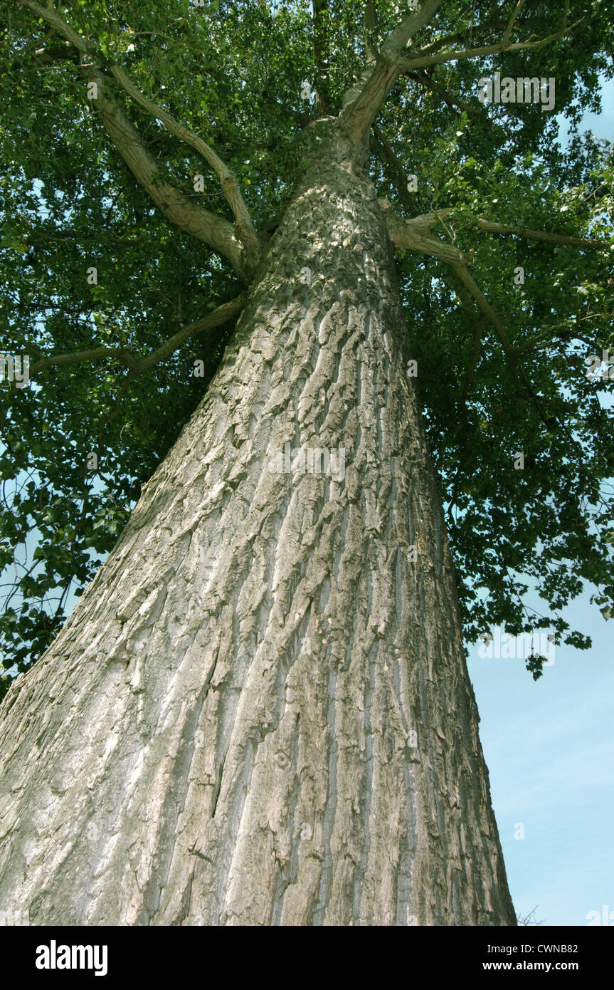 Hybrid Black-poplar Populus x canadensis (Salicaceae) Stock Photo