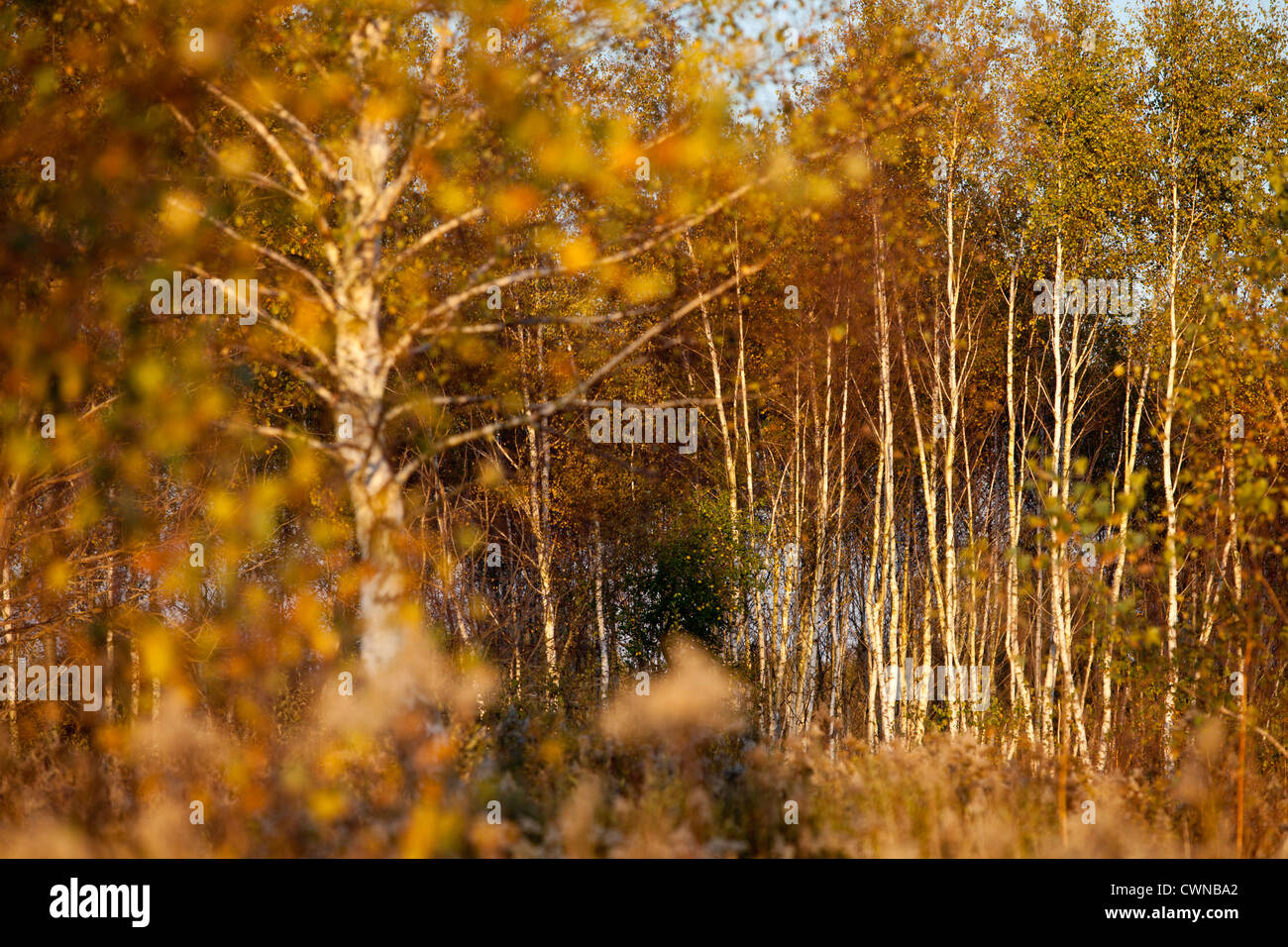 Autumn fall wild trees with color leaves in Kampinoski Kampinos National Park, Poland, Europe, EU Stock Photo