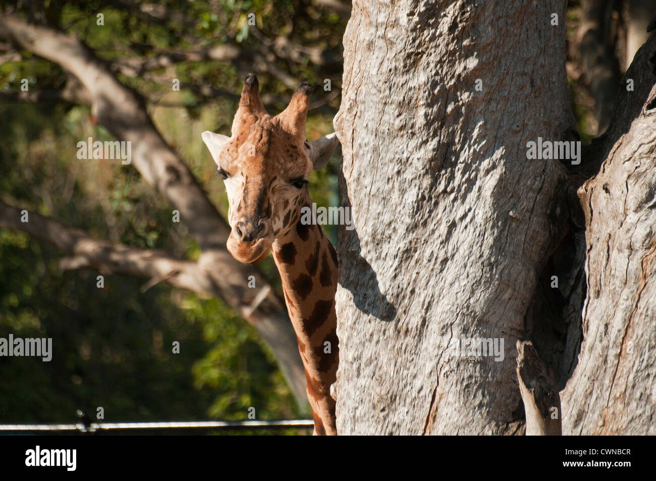 Rothschild Giraffe (Giraffa camelopardalis rothschildi Stock Photo Alamy