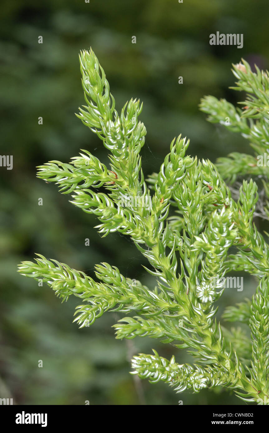 King William Pine Athrotaxis selaginoides Stock Photo