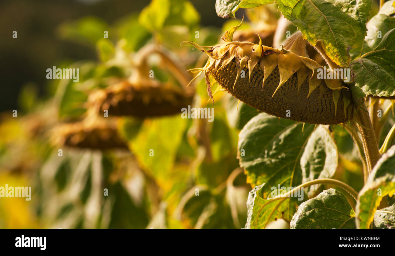 Sunflowers ready for harvest, Maine-et-Loire, Pays de la Loire, France. Stock Photo