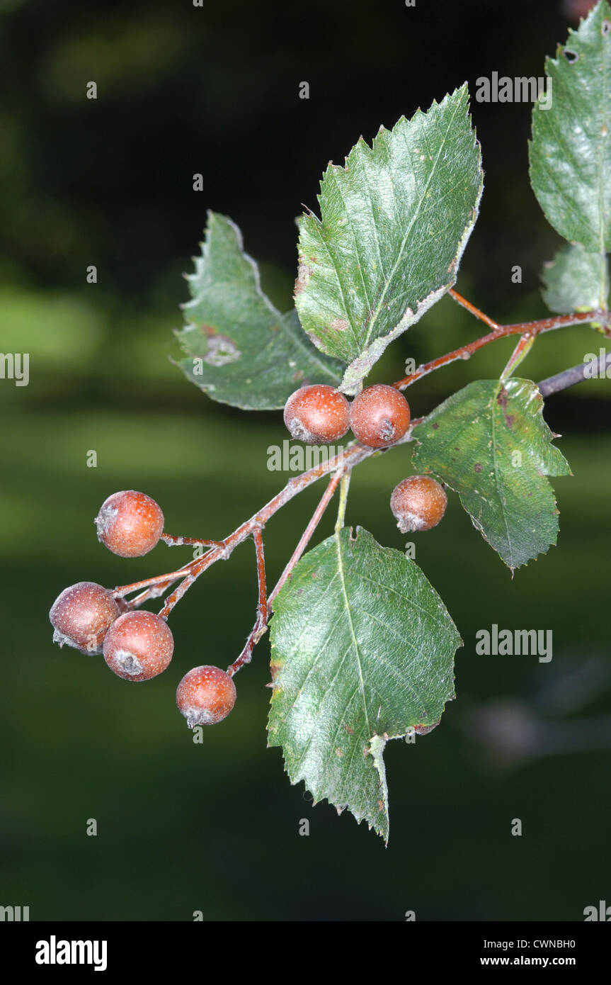 French Hales Sorbus devoniensis (Rosaceae) Stock Photo