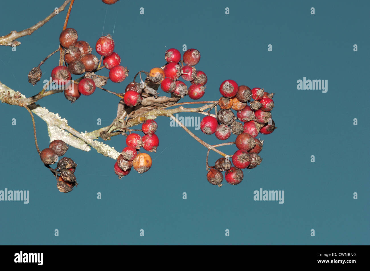 Cliff Whitebeam Sorbus rupicola (Rosaceae) Stock Photo