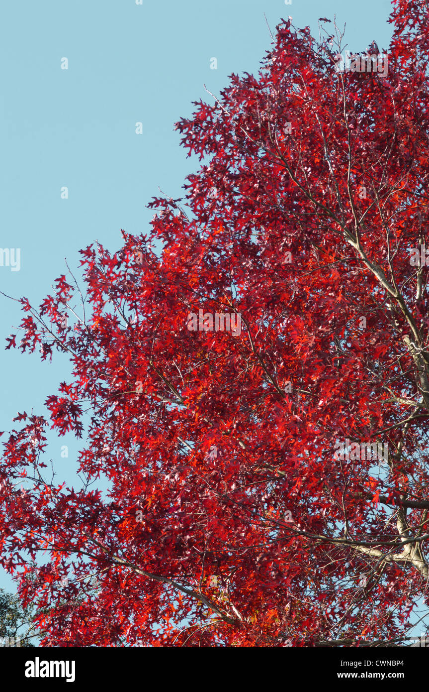 Scarlet Oak Quercus coccinea (Fagaceae) Stock Photo