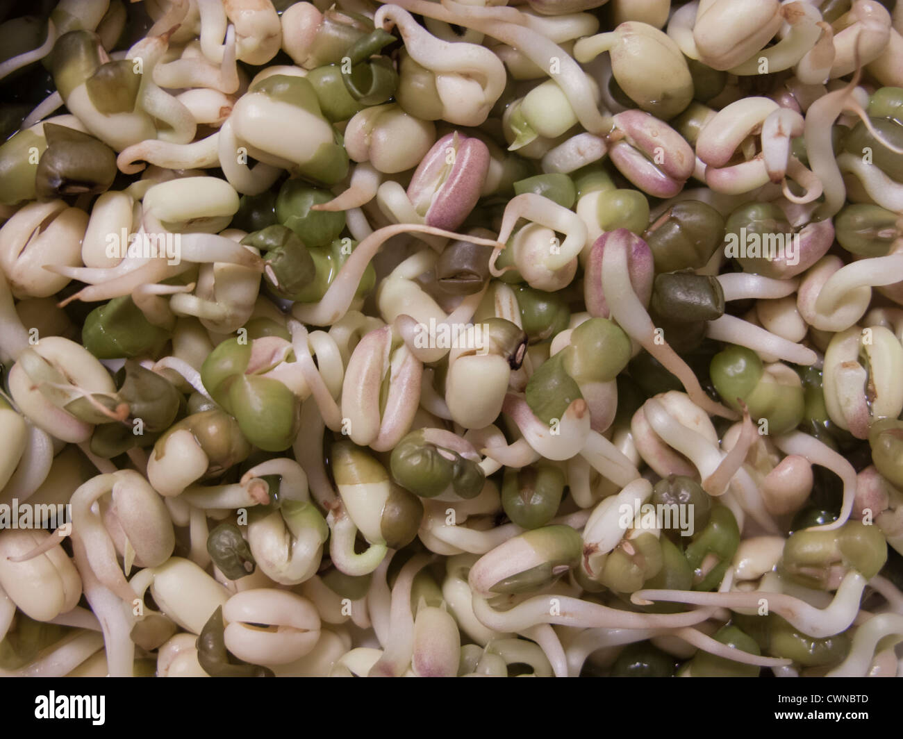 Batch of germinated soya sprouts for food. Stock Photo