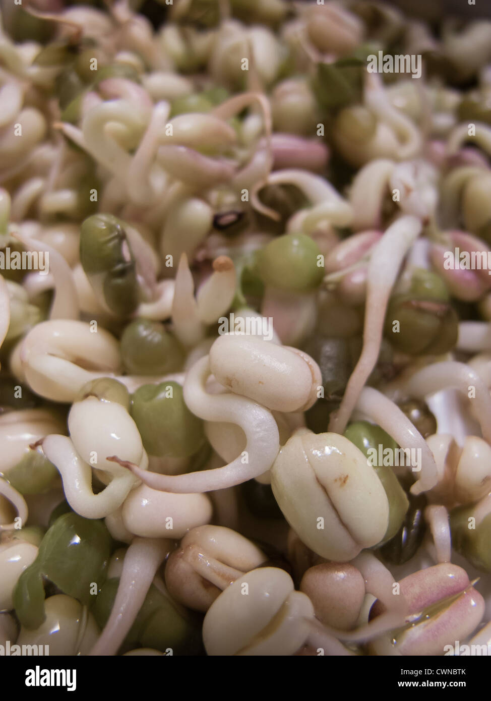 Batch of germinated soya sprouts for food. Stock Photo