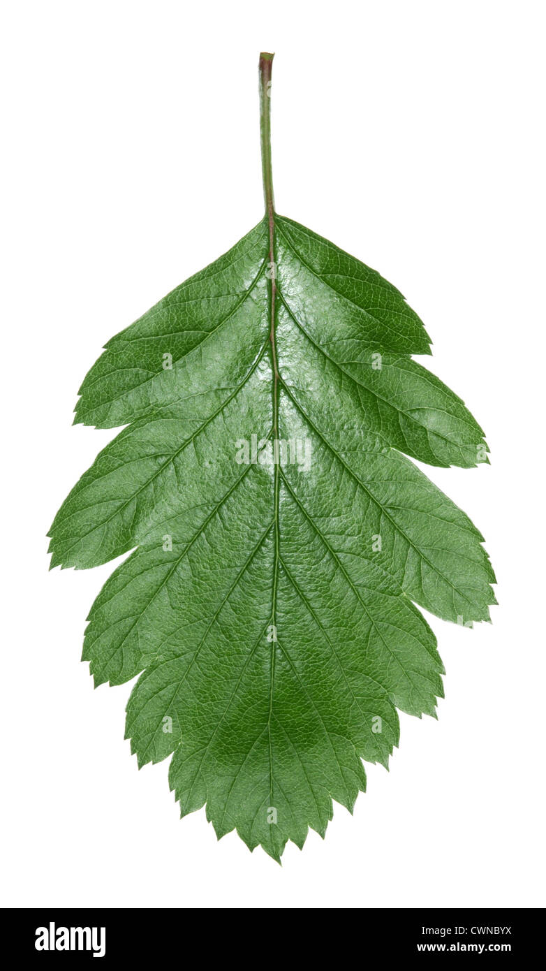 Swedish Whitebeam Sorbus intermedia (Rosaceae Stock Photo - Alamy