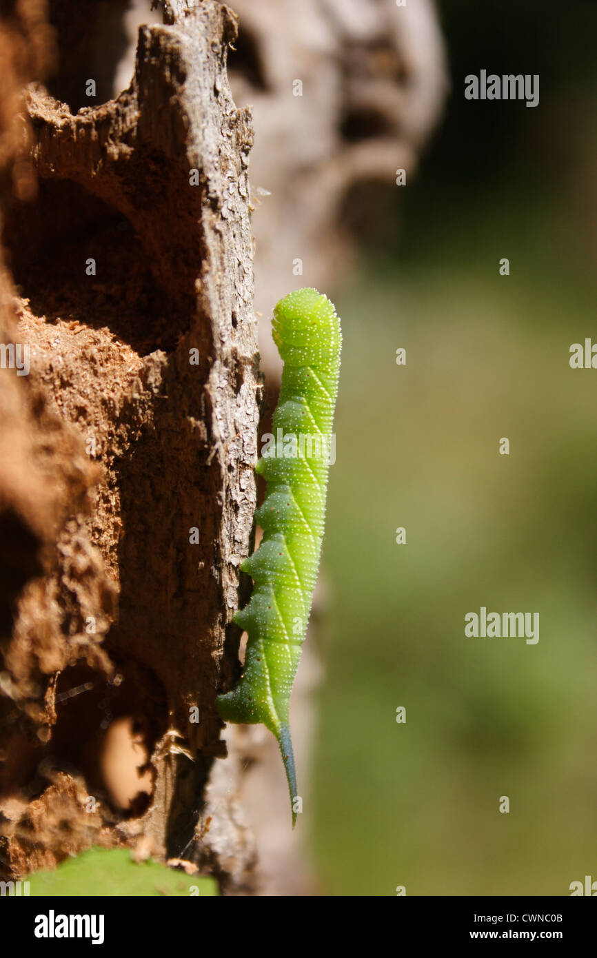 Virginia Creeper Sphinx (Darapsa myron) caterpillar in Richmond, Virginia, USA Stock Photo