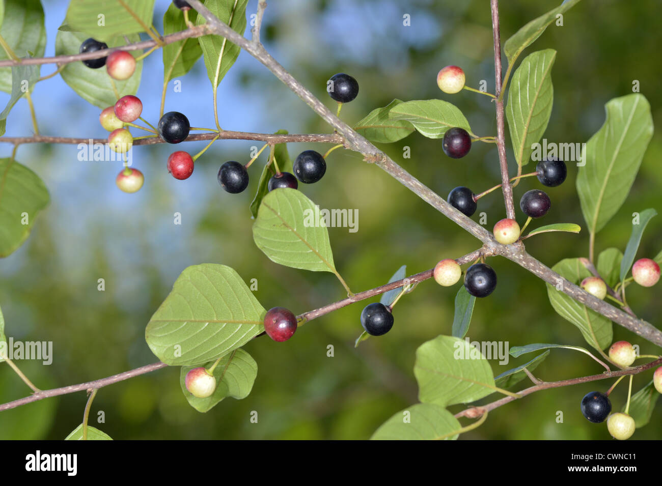 Alder Buckthorn Frangula alnus (Rhamnaceae) Stock Photo