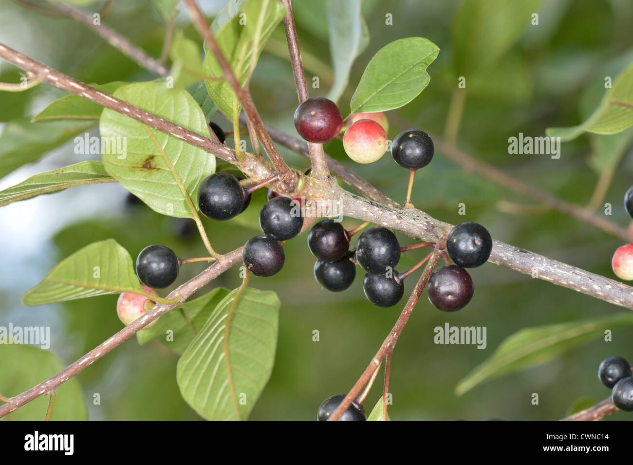 Alder Buckthorn Frangula alnus (Rhamnaceae) Stock Photo
