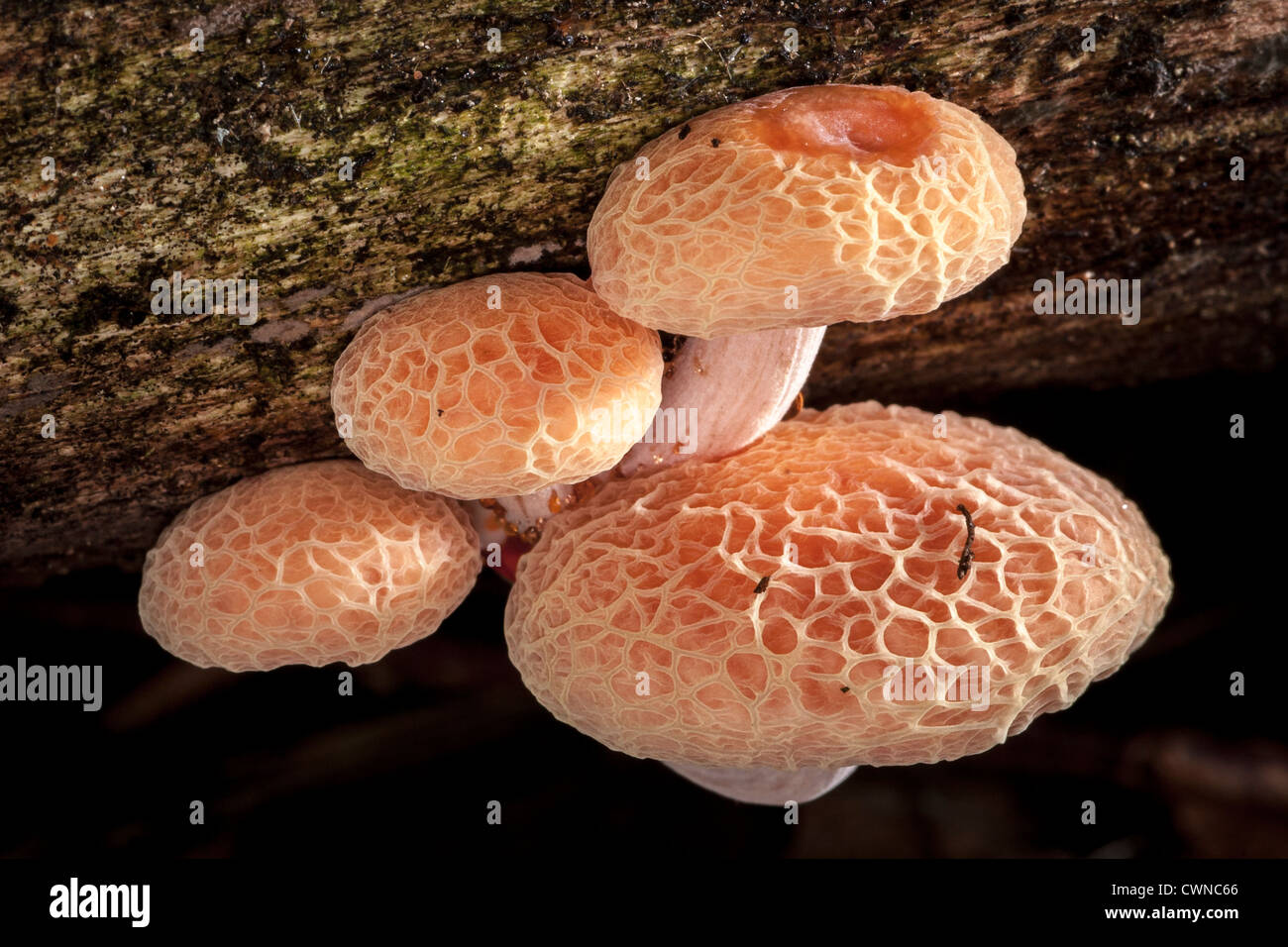 Rhodotus palmatus, aka netted rhodotus, rosy veincap or wrinkled peach ...