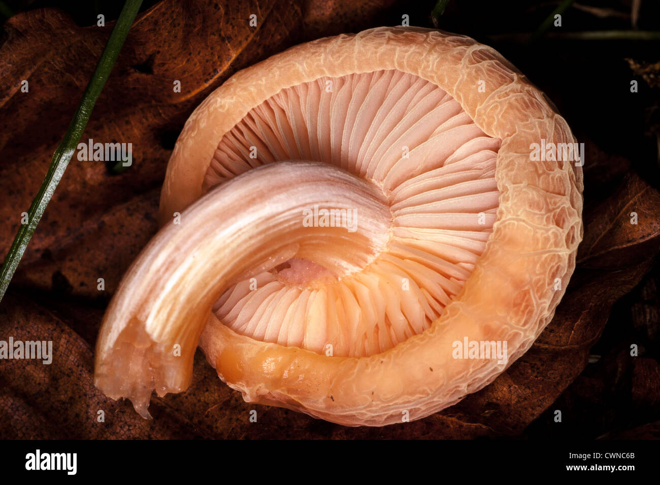Rhodotus palmatus, aka netted rhodotus, rosy veincap or wrinkled peach.  Found on rotting hardwood, especially elm. Stock Photo