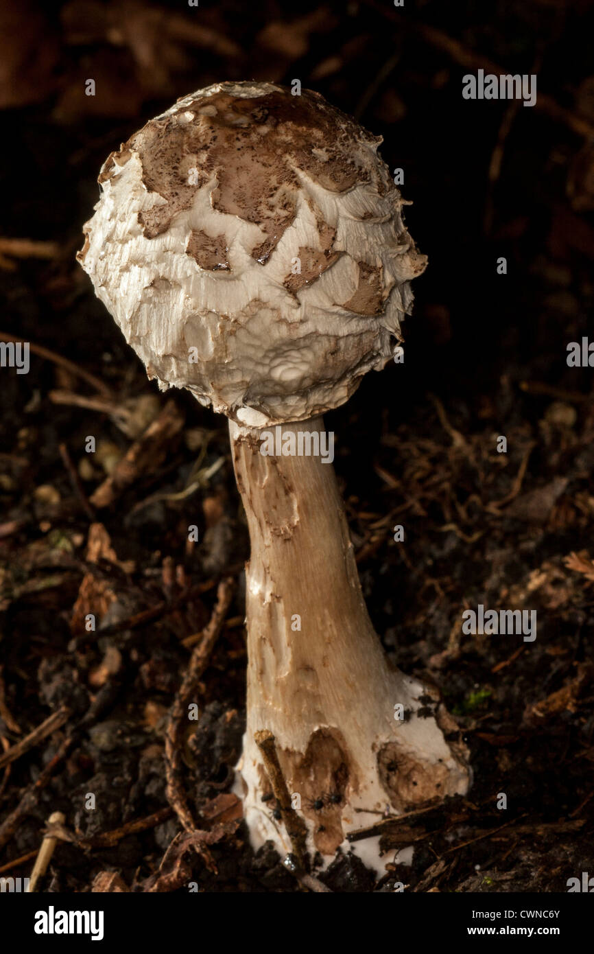 Shaggy parasol mushroom (either Chlorophyllum rhacodes or C. brunneum); edible but may cause stomach upsets in some people. Stock Photo
