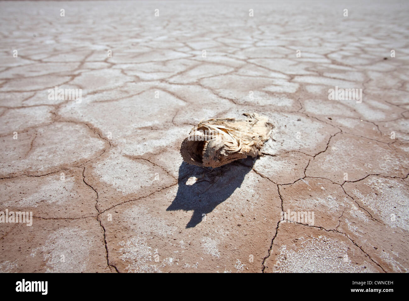 Drought damage dead fish and dry lake in the western United States. Stock Photo