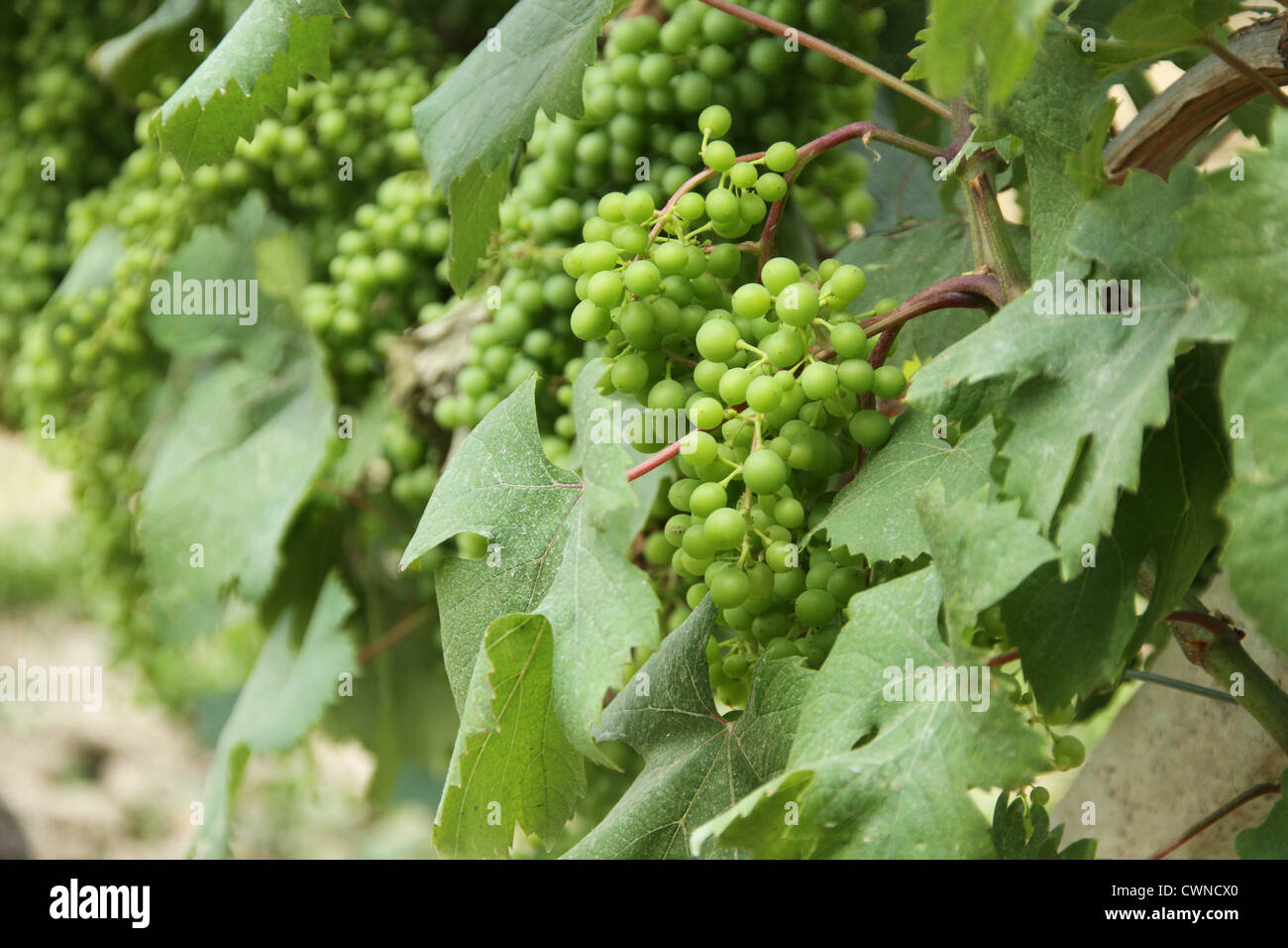 Wine grapes in Piedmont, Italy Stock Photo Alamy