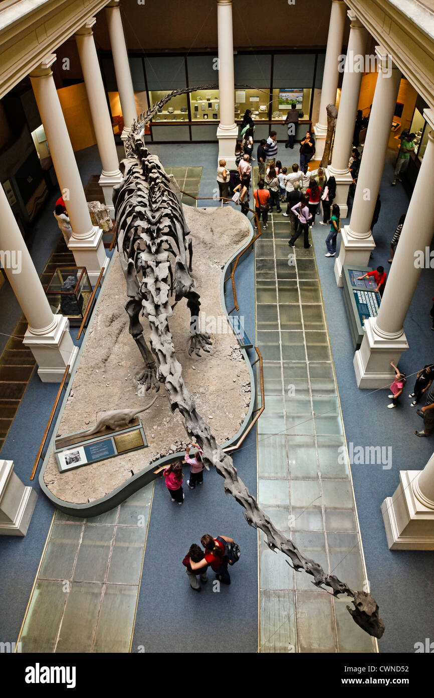 Reconstructed dinosaurs at the Museo de Ciencias Naturales or Natural History Museum, La Plata, Argentina. Stock Photo