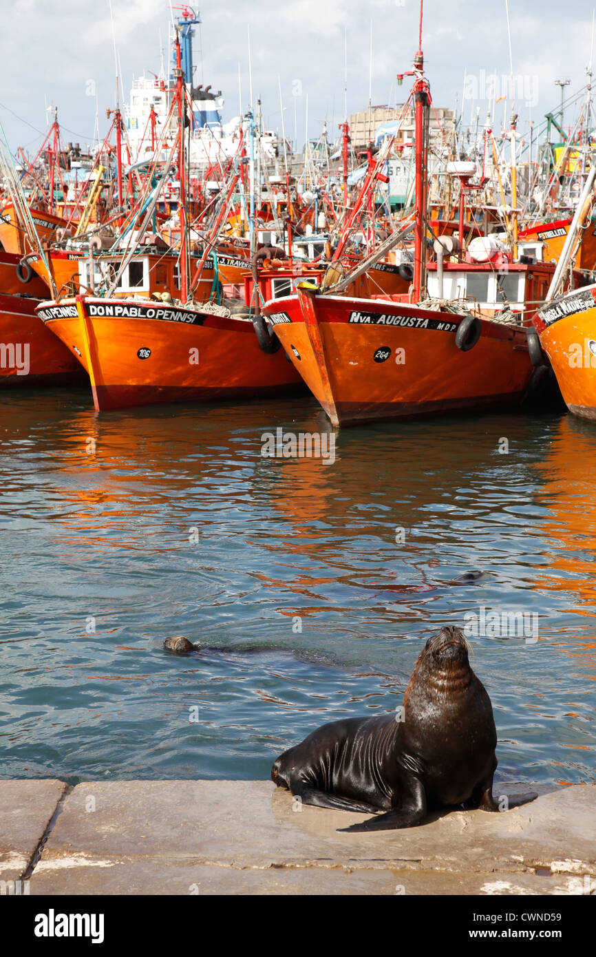 Fishing boats and sea lions at the port, Mar del Plata, Argentina. Stock Photo
