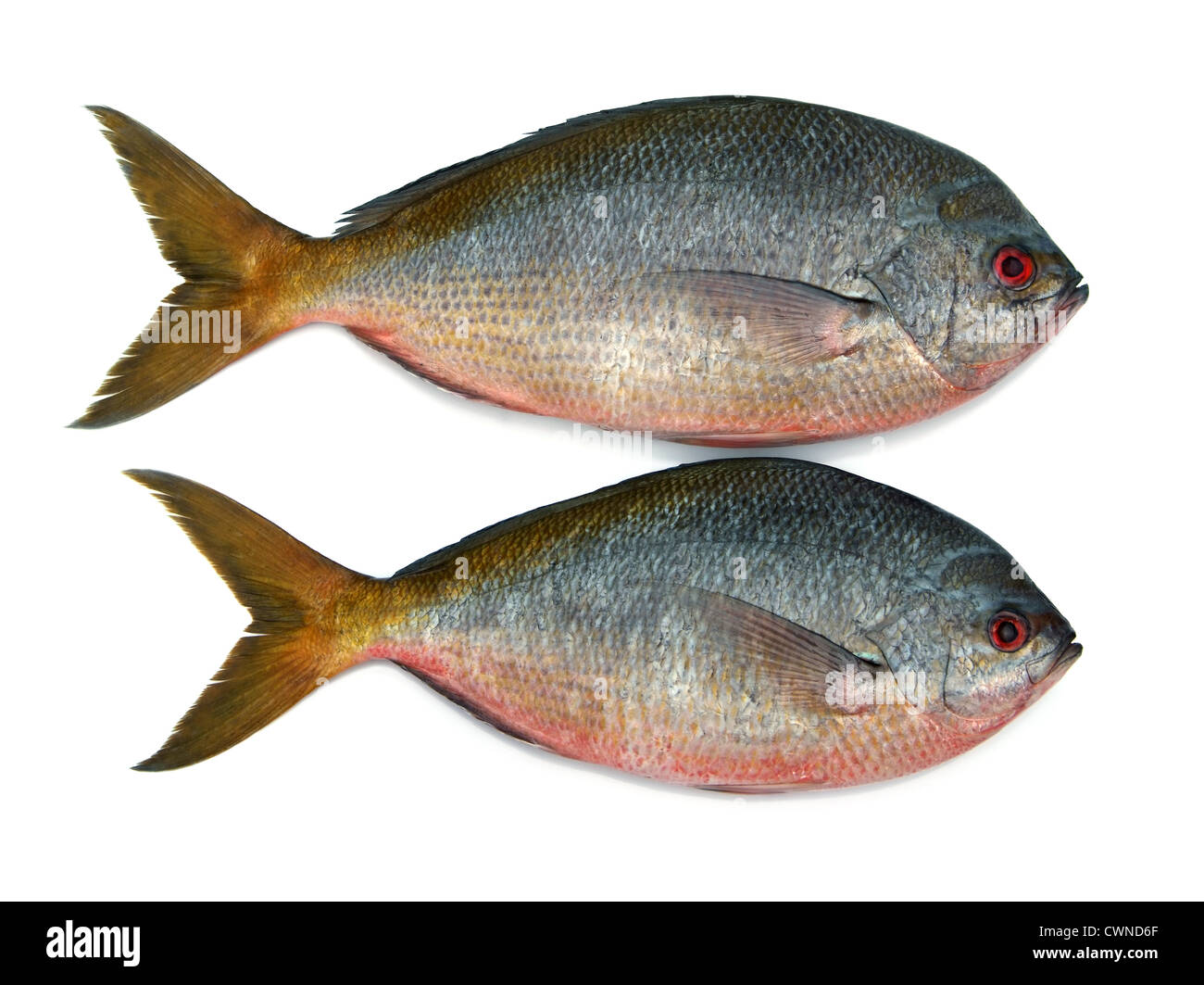 Yellowtail fusilier fish isolated on white background Stock Photo - Alamy