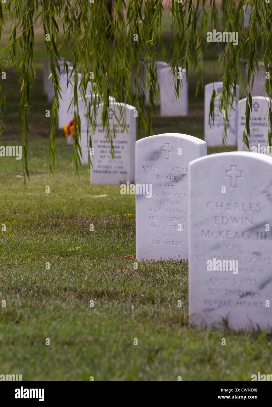 Headstones under willow tree, Arlington National Cemetery - Washington, DC USA Stock Photo