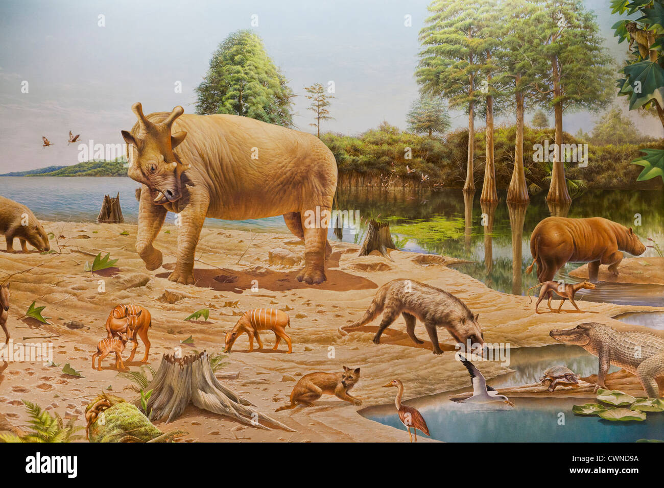 Artist depiction of mammals of the Oligocene epoch, Paleogene period (prehistoric animals, prehistoric mammals Stock Photo