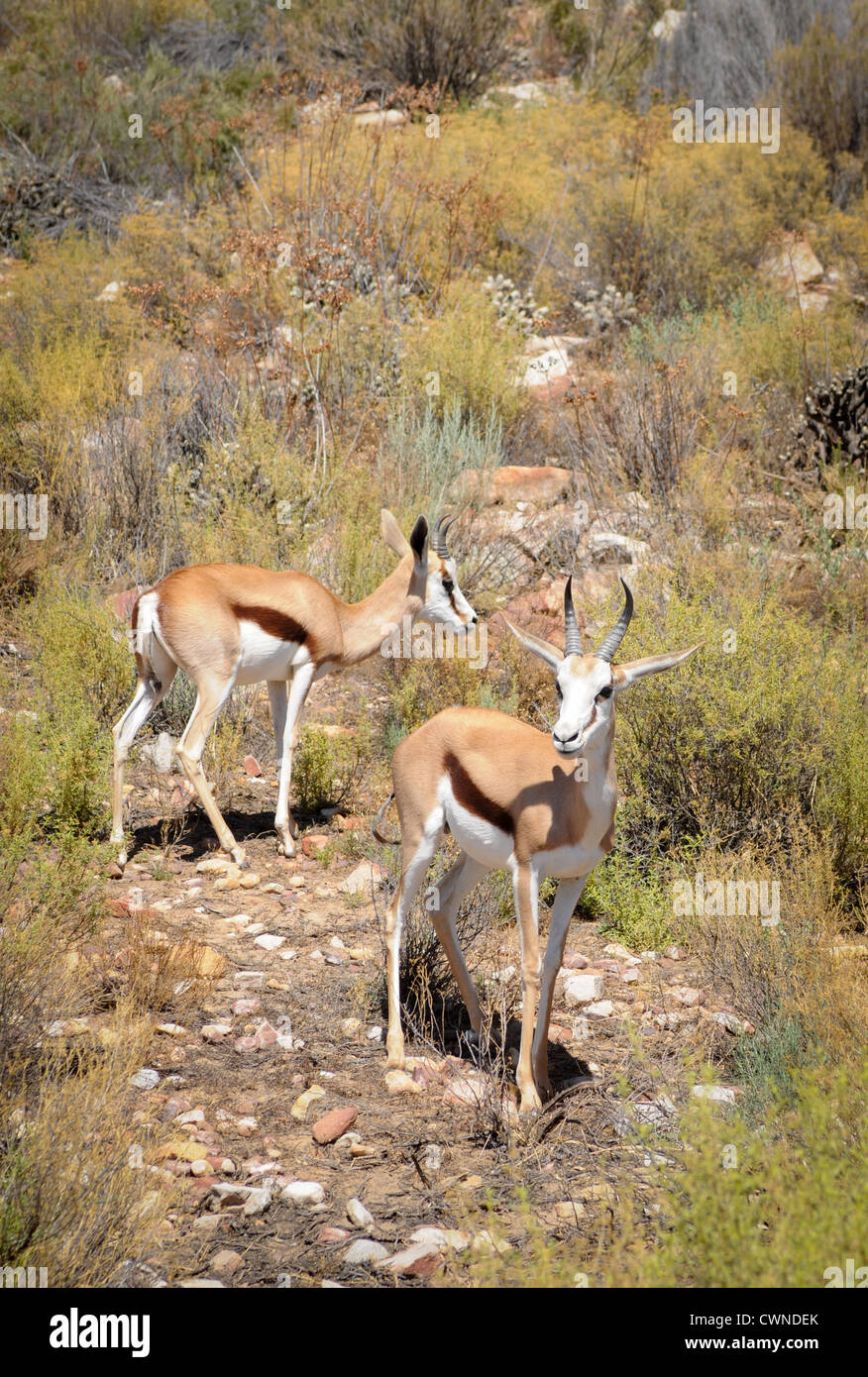 Two springboks antelope (Antidorcas marsupialis) in bushes, South Africa. It is the national animal of the country. Stock Photo