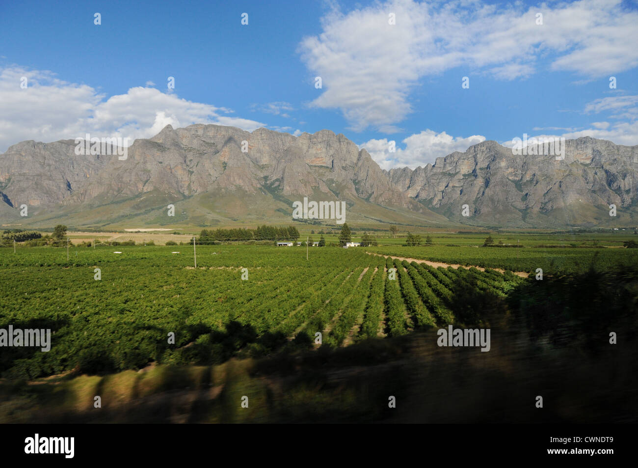 Vineyard in the hills of Franschhoek, Cape Town, South Africa (front is blurred, focus on the mountains) Stock Photo