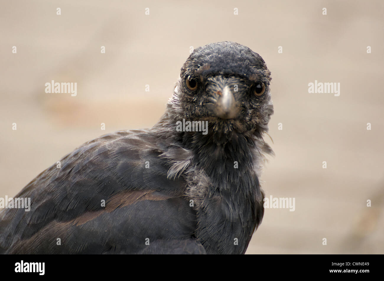 jackdaw Coloeus monedula Stock Photo - Alamy