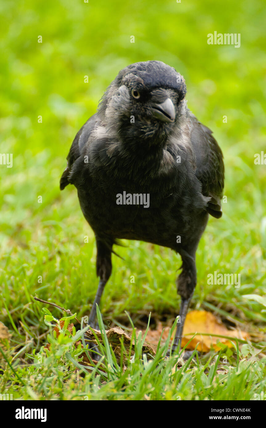 jackdaw Coloeus monedula Stock Photo - Alamy