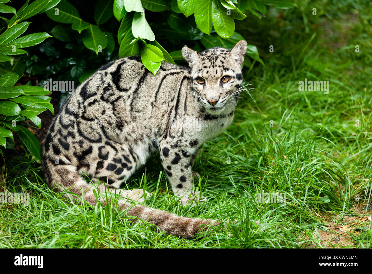 Meghalaya - Balpakram Wildlife Sanctuary