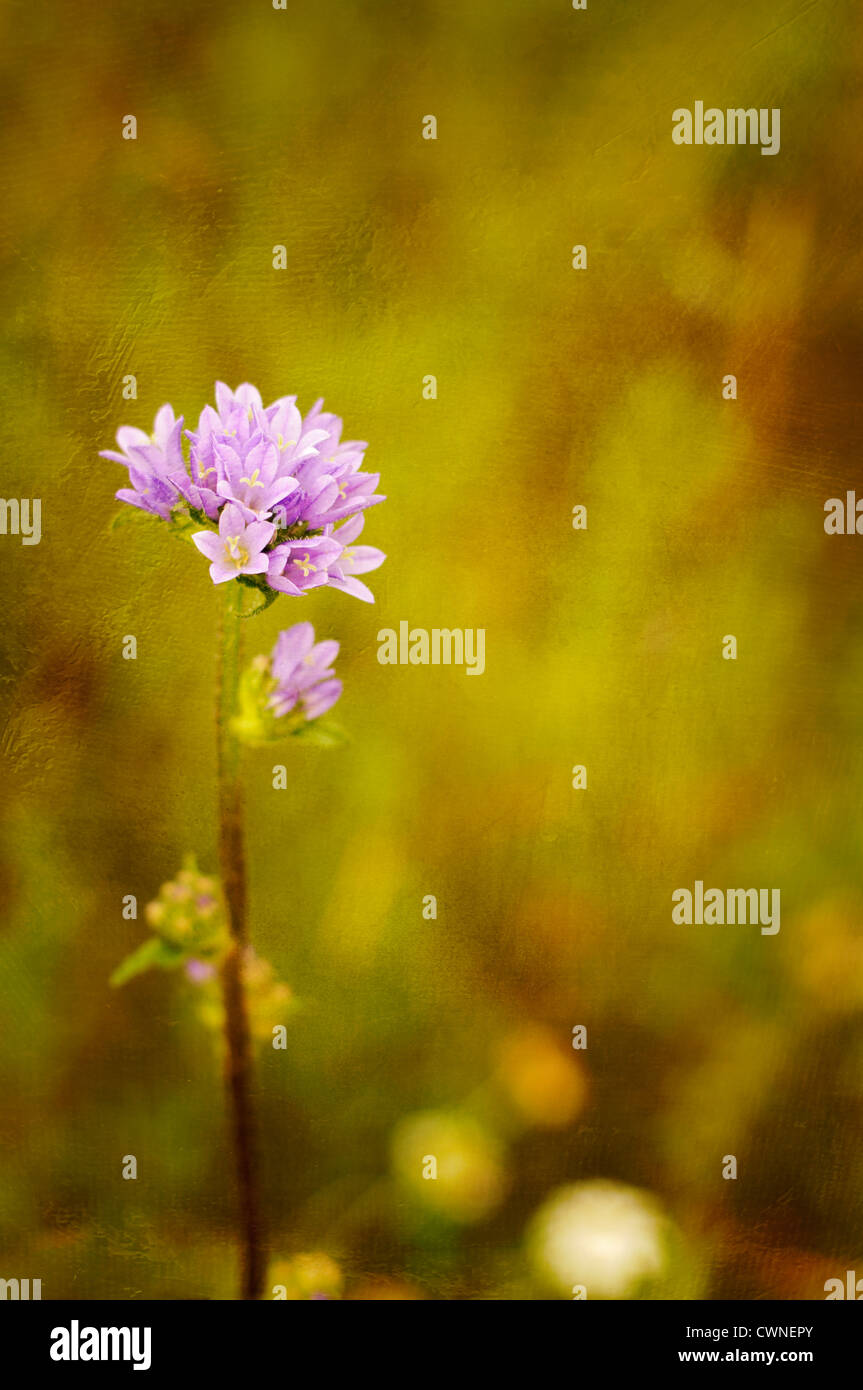Wildflower art hi-res stock photography and images - Alamy