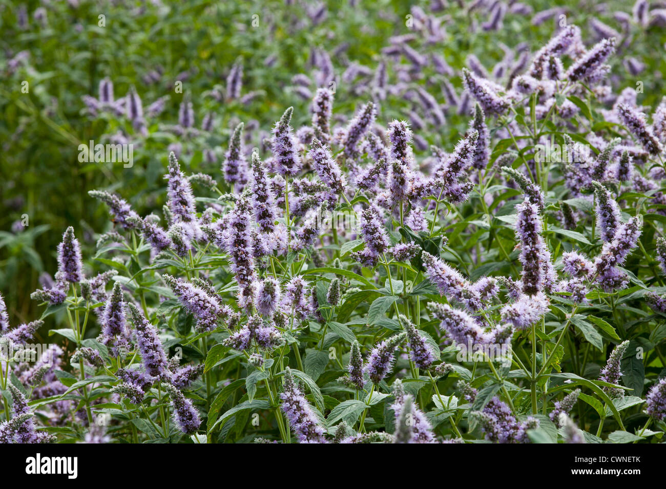 field of blossom mint with green leaves and violet flowers Stock Photo