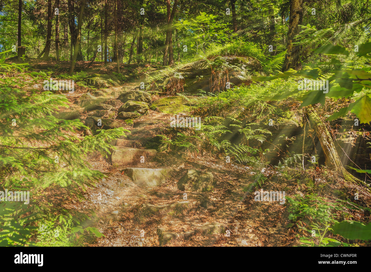 Forest path in summer, the sun shining through the trees, Rosenthal Bielatal National Park Saxon Switzerland, Saxony, Germany Stock Photo