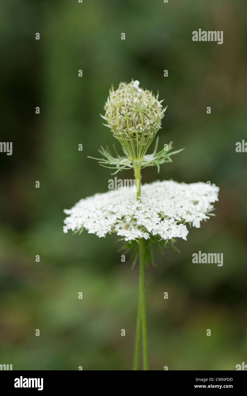Wild carrot, Apiaceae (Umbelliferae), two flowers intertwined Stock Photo