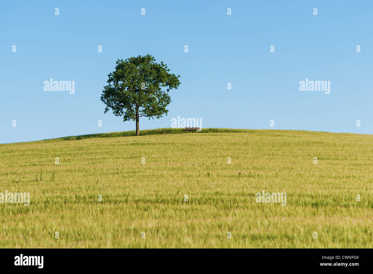Oak tree in field hi-res stock photography and images - Alamy