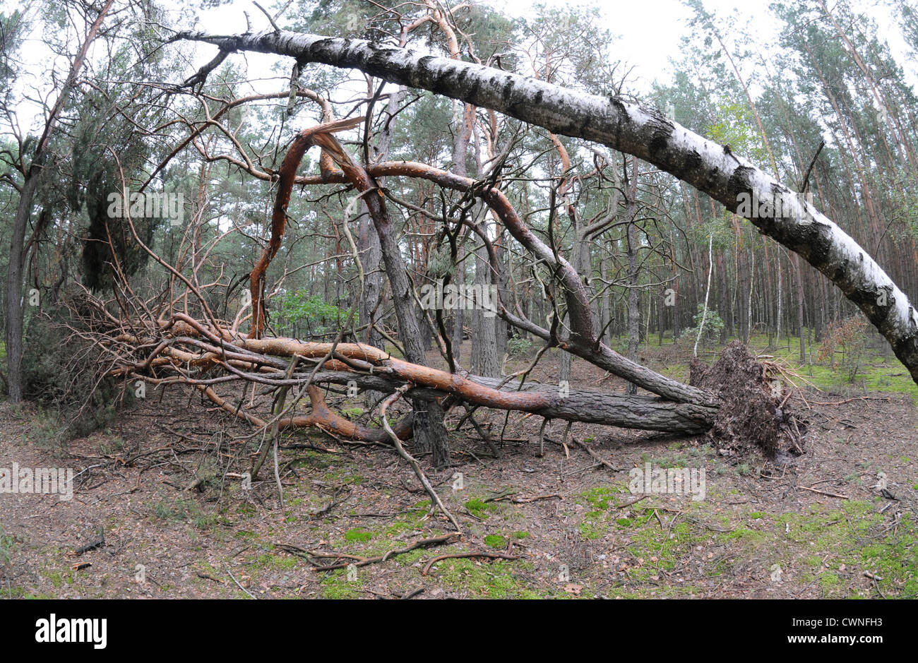 huge pine tree felled after windstorm Stock Photo