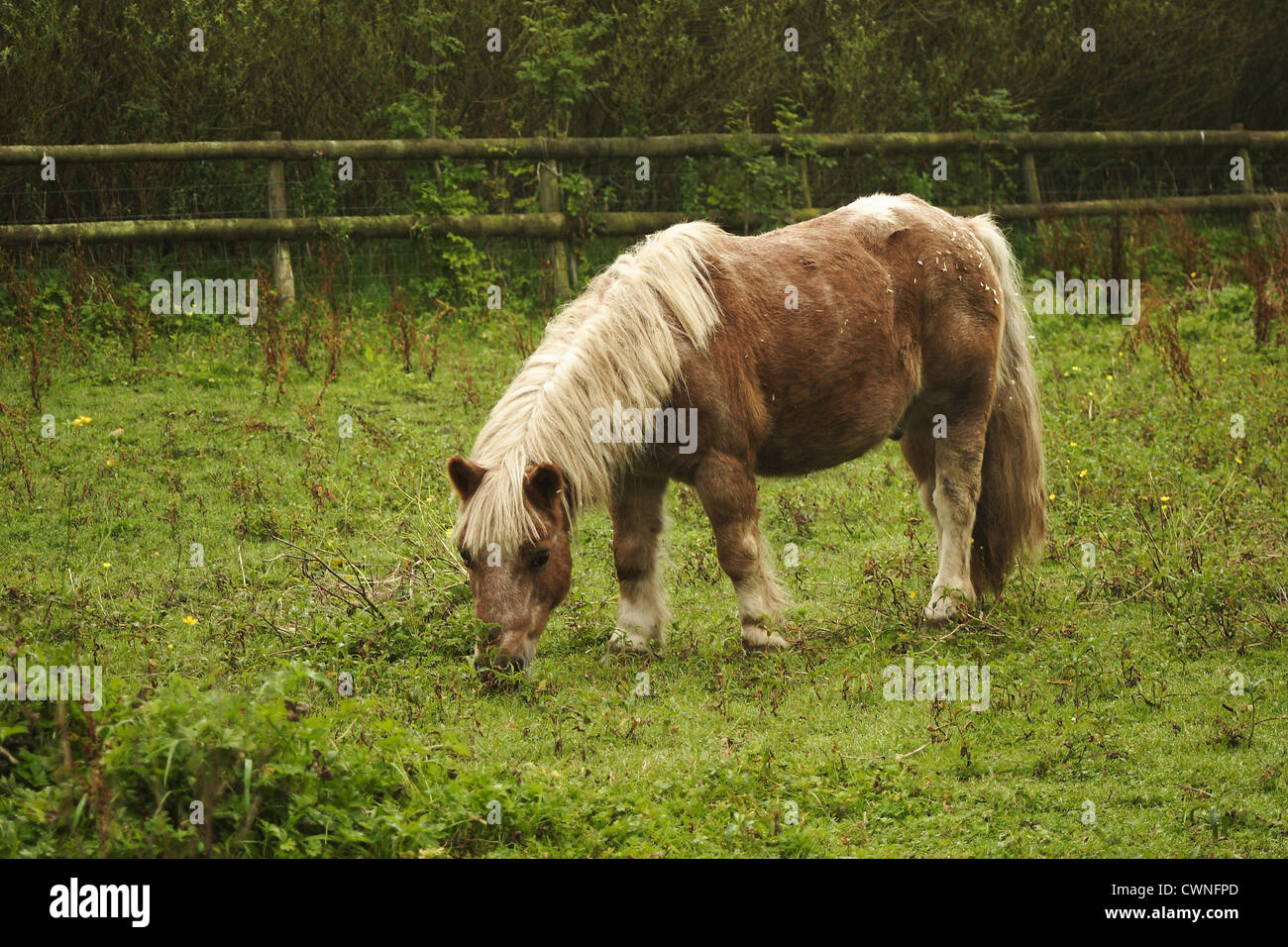 Small scruffy horse Stock Photo