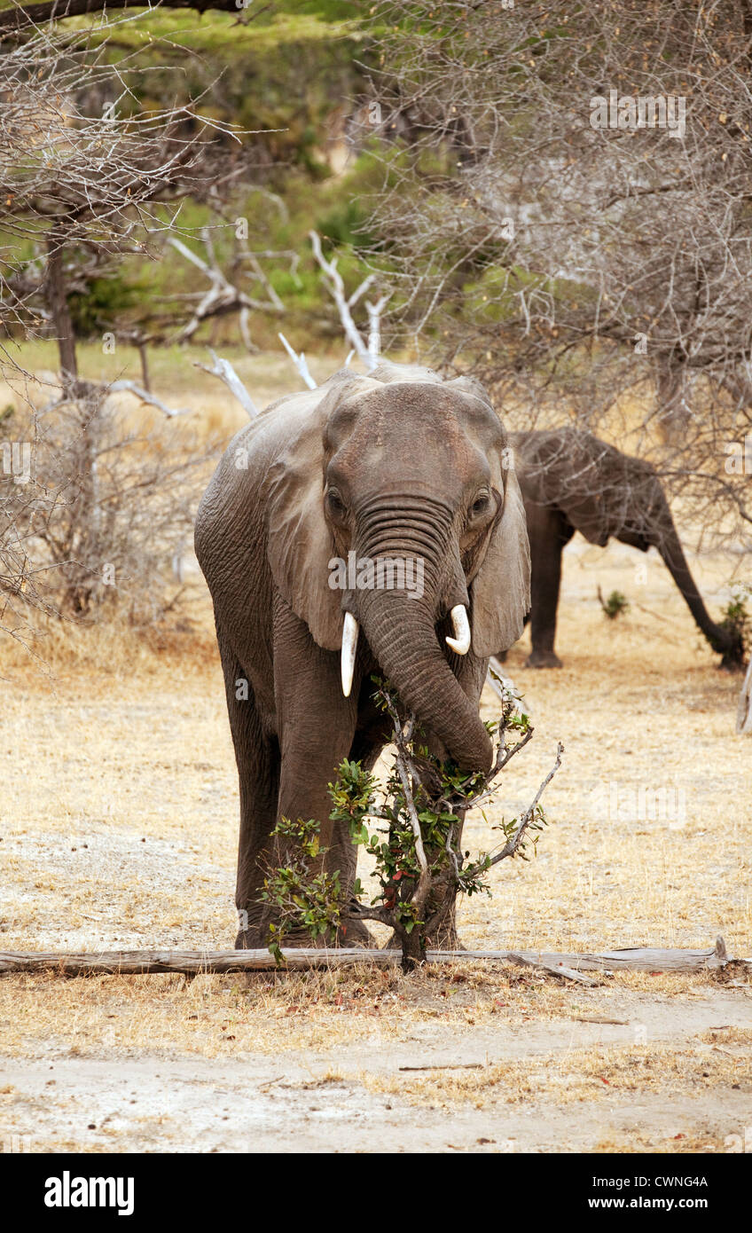 Male African bush  elephant (Loxodonta Africana) , the Selous Game reserve Tanzania Africa Stock Photo