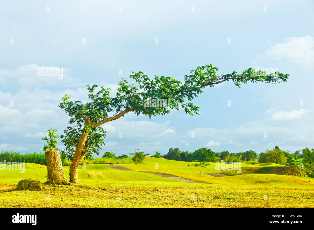 Bent tree in the middle of golf course Stock Photo