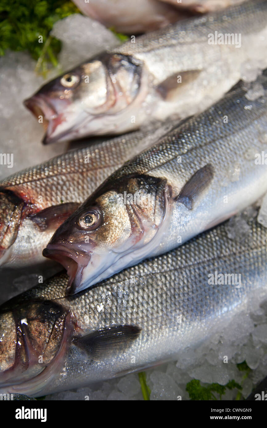 Sea bass uk hires stock photography and images Alamy