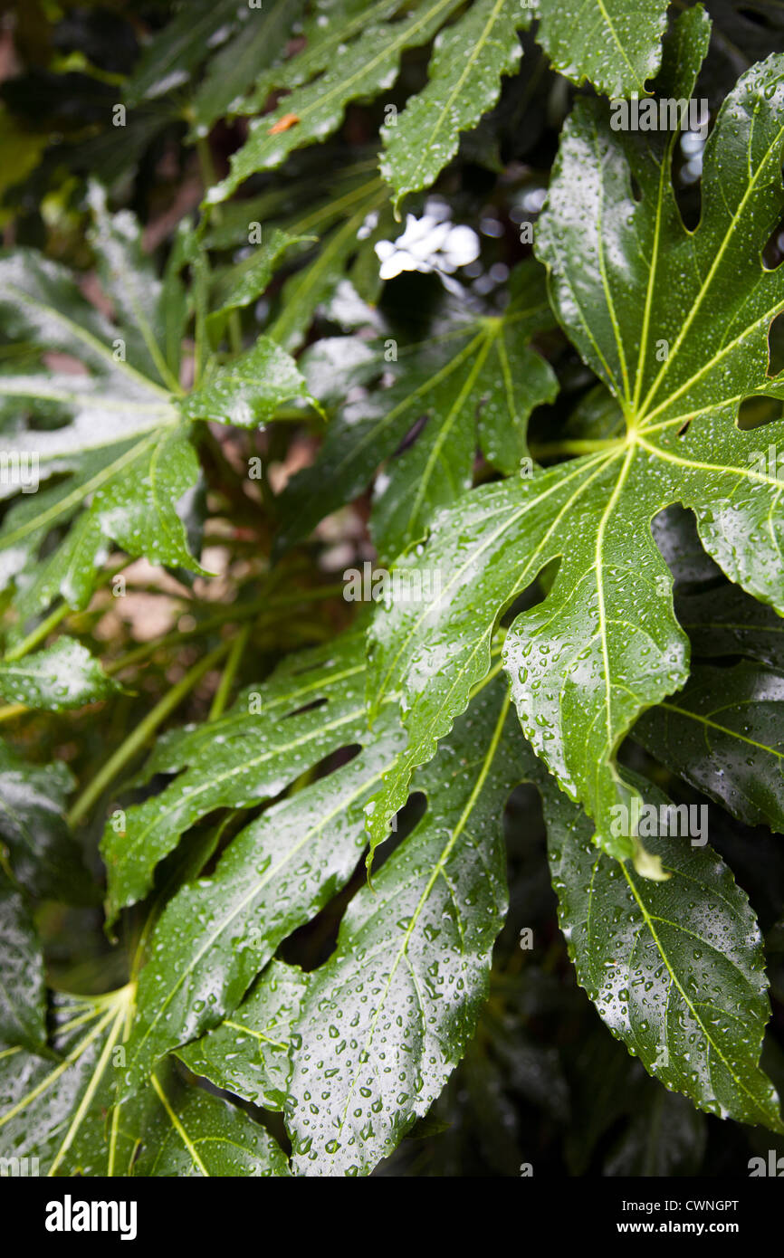 Fatsia Japonica Foliage - UK Stock Photo