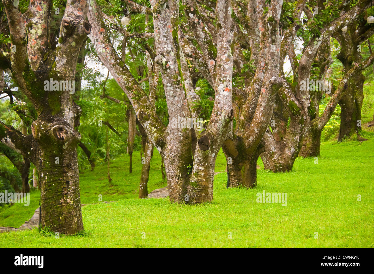 A line of trees inside a private park in the Philippines Stock Photo ...