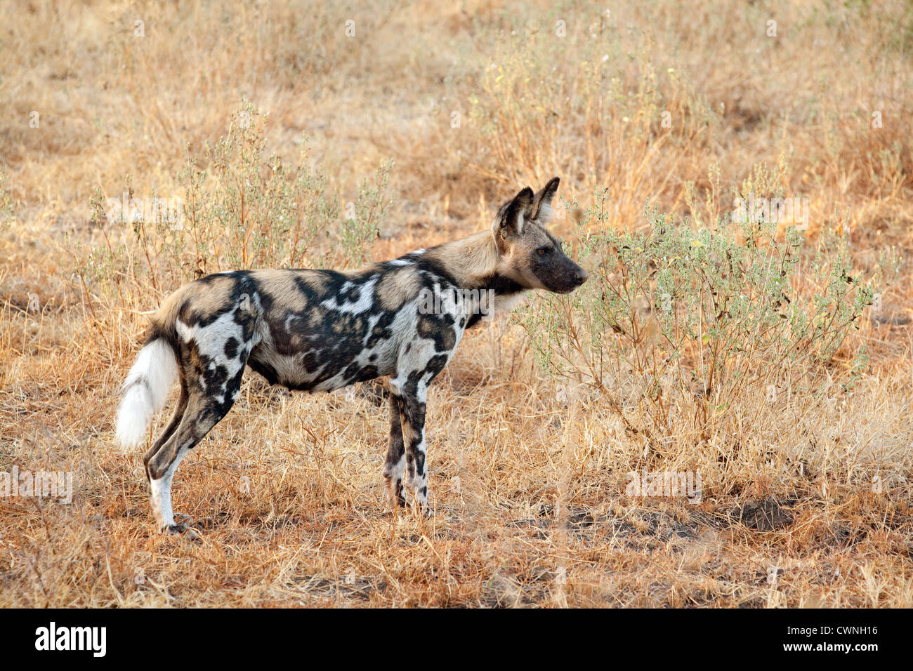 African wild dog (Lycaon Pictus), the Selous Game Reserve, Tanzania Africa Stock Photo