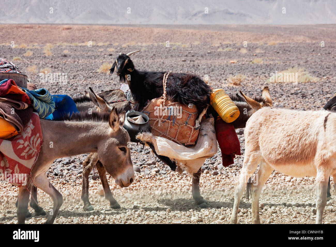 Donkeys of nomads carrying goods and a goat through stony desert, Sahara desert, Morocco. Stock Photo