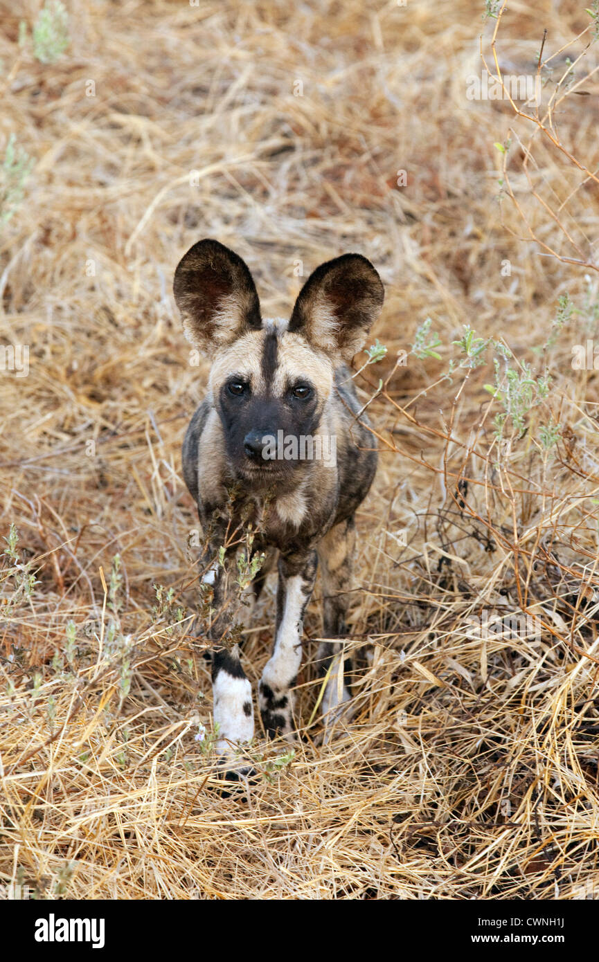 One young African Wild dog pup, Lycaon Pictus , Selous Game Reserve Tanzania Africa Stock Photo