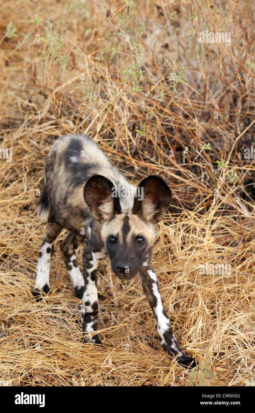 African Wild Dog pup (Lycaon Pictus), the Selous Game reserve, Tanzania Africa Stock Photo