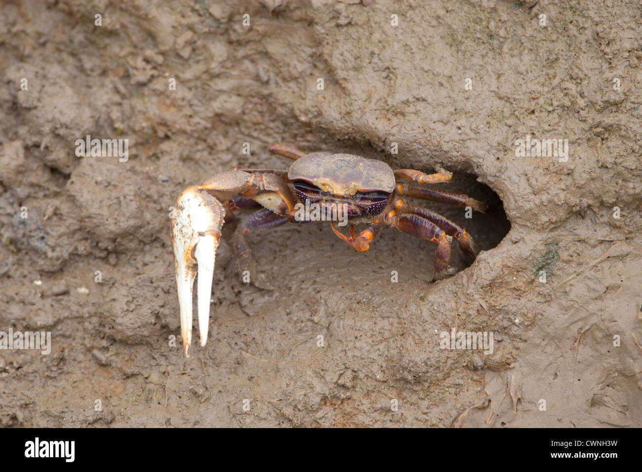 Uca pugnax - Fiddler Crab communicating by waving it's claw as it emerges from it's burrow at low tide Stock Photo