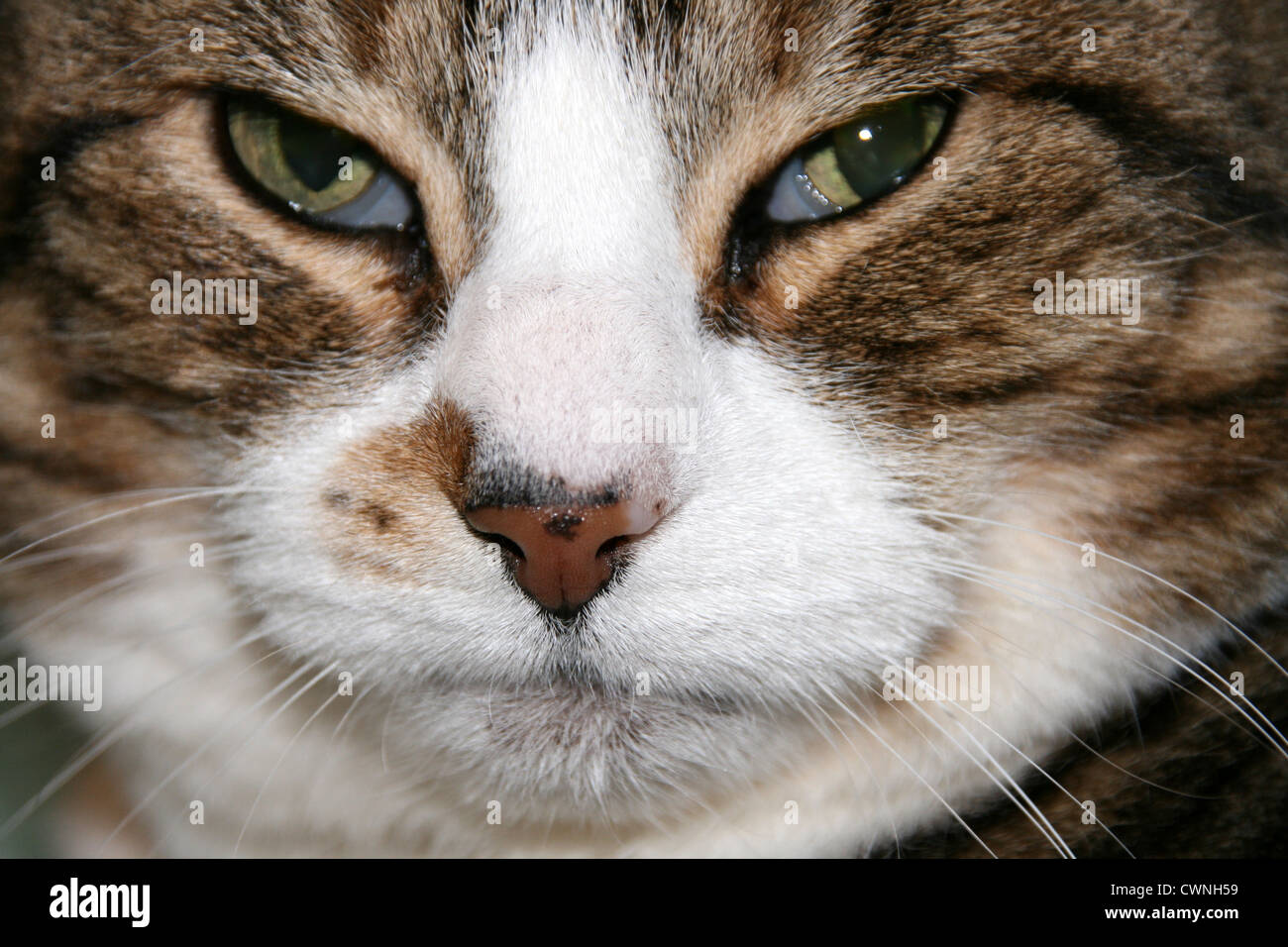 Very Angry Cat with a Narrowed Green Eye. Looks Haughty and Evil