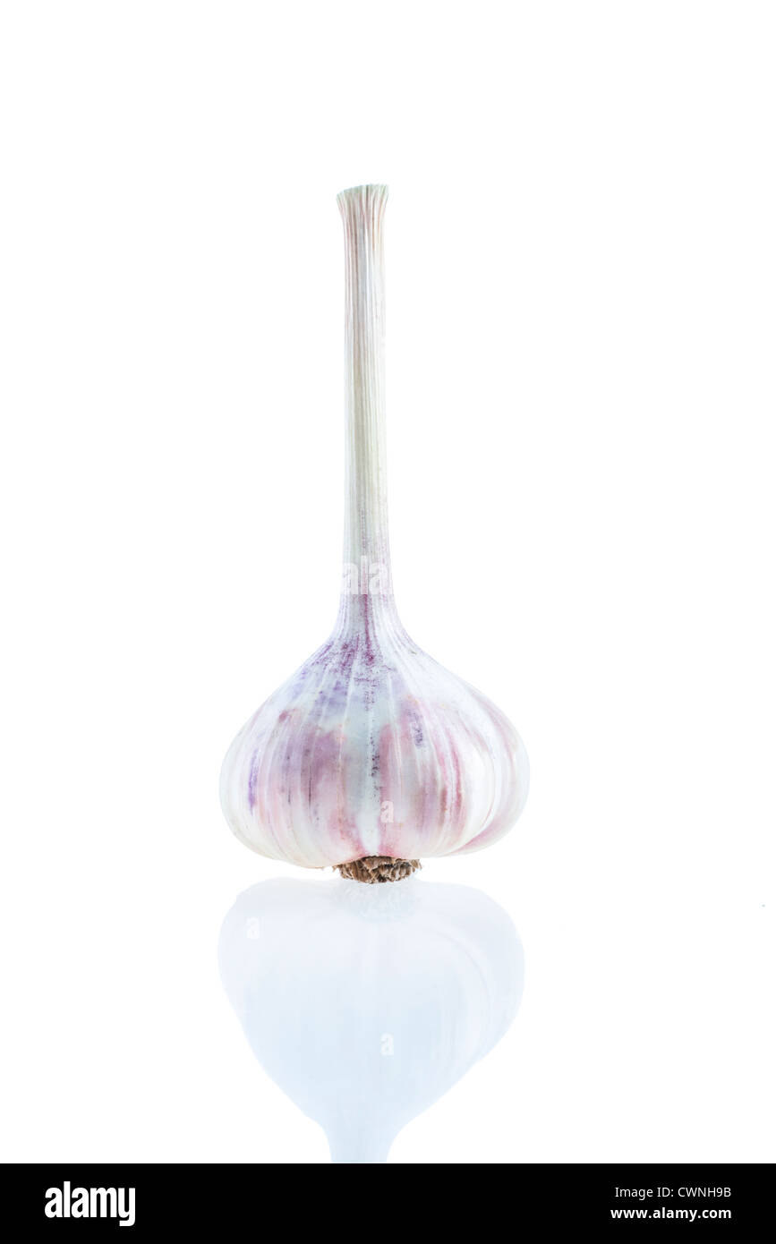 Garlic bulb (Allium sativum) Stock Photo