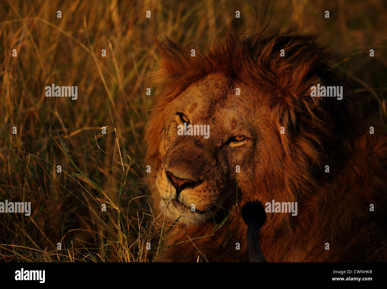 African male lion masai mara national park hi-res stock photography and ...