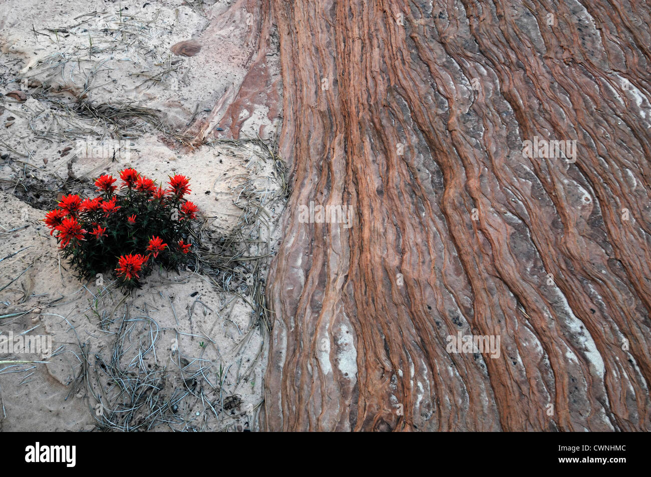 Indian Paintbrush Castilleja scabrida Wild Flowers zion national park desert plant tenacious Stock Photo